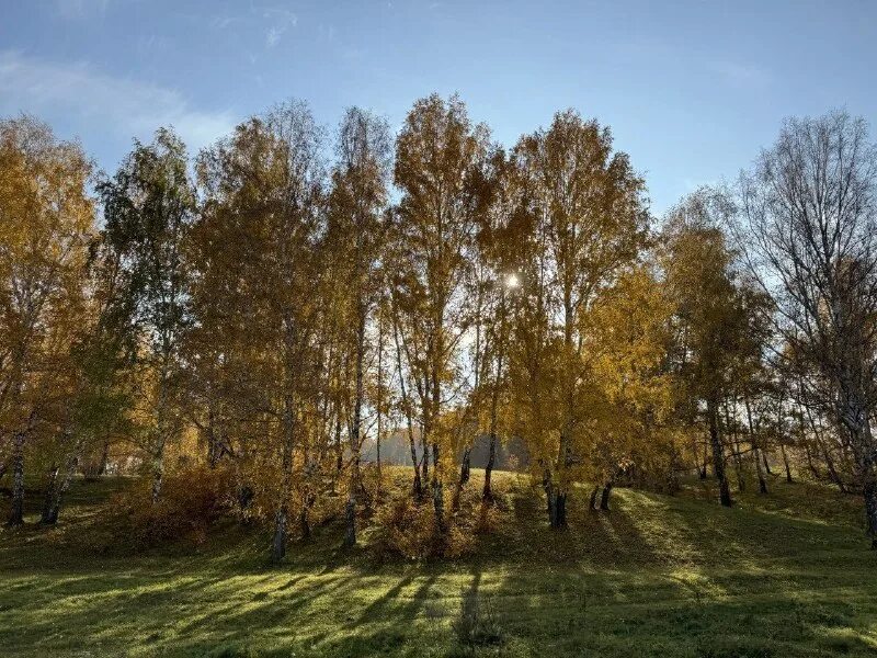 саракташ березовая роща. березовая тропа хвалынск. великоанадольский лес. соловьиная роща марусино новосибирск. платановая роща в армении.