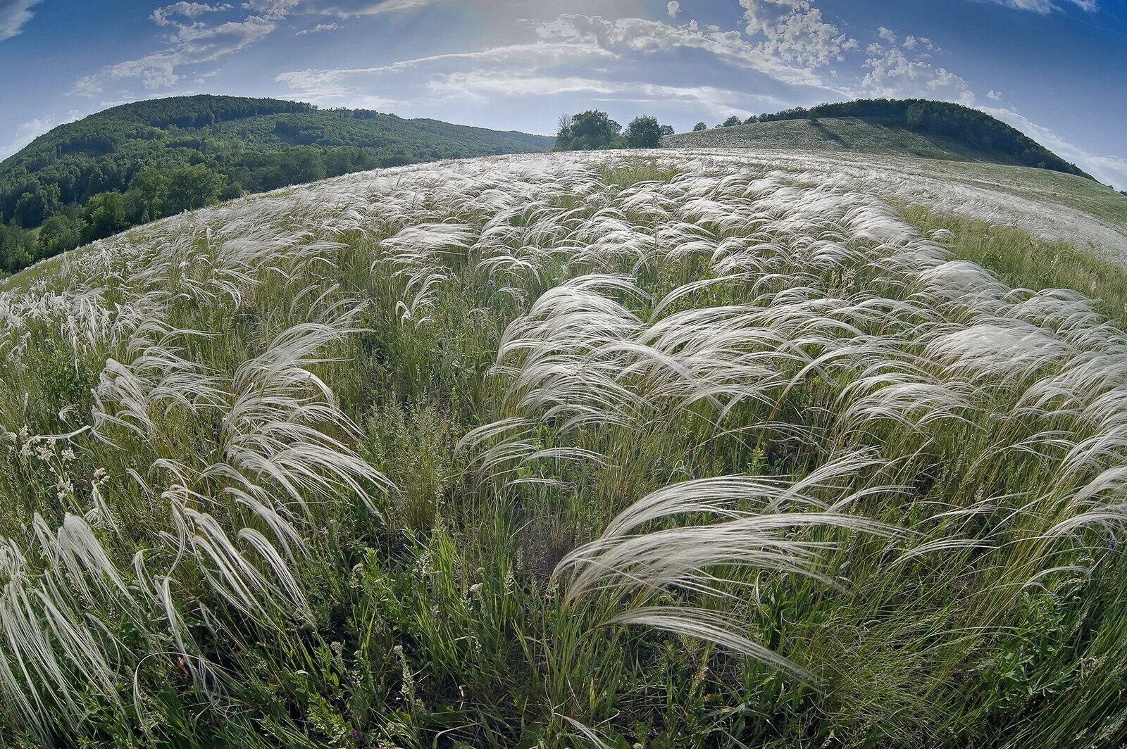 Ковыль стелется. Ковыль трава Степная. Ковыль (Stipa). Ковыль Луговой. Ковыль Дальневосточный.