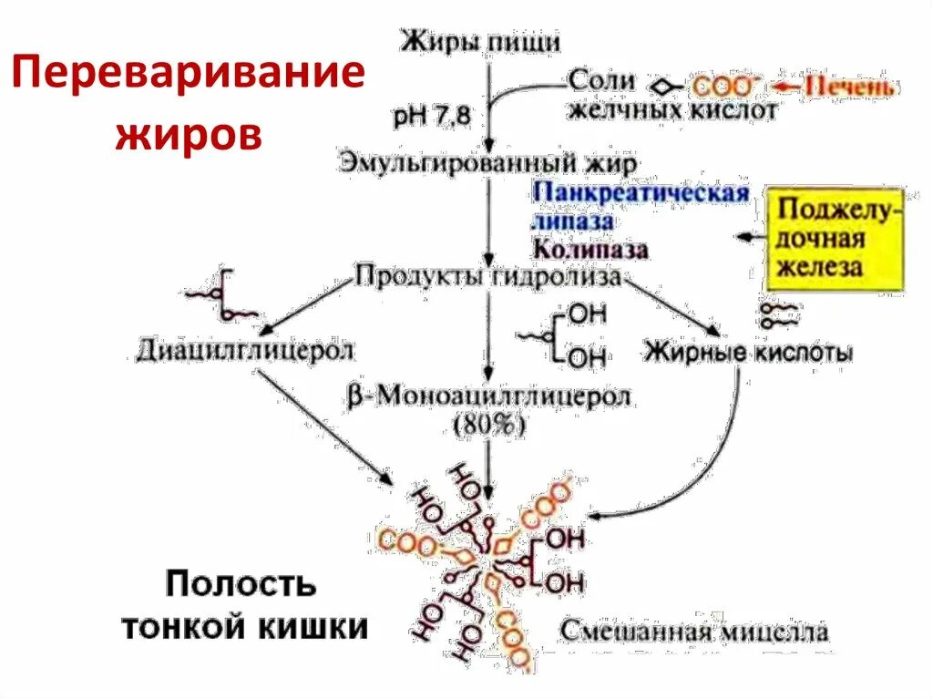 Ферменты участвуют в расщеплении белков. Общая схема переваривания липидов. Хему переваривания липидов. Переваривание и всасывание липидов схема. Переваривания липидов в желудочно-кишечном тракте схема.