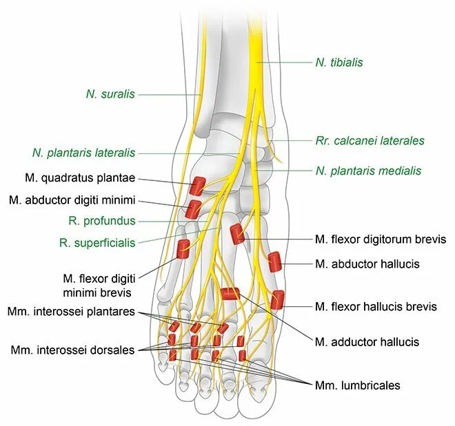 N suralis. Nervus plantaris lateralis. Анатомия n plantaris lateralis. Nervus suralis анатомия нерва. Нерв (n. Fibularis [peroneus] communis).