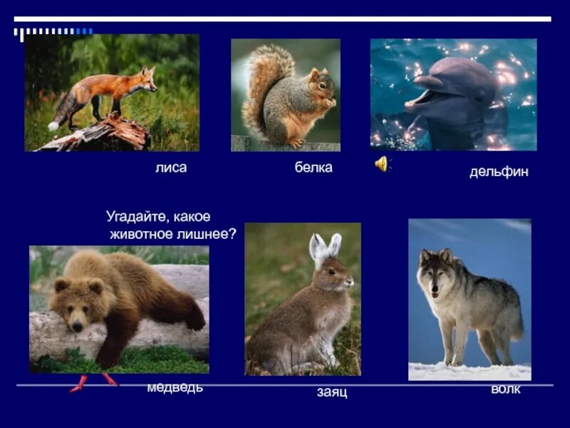 Диких животных для детей. Лиса, волк, заяц, ёж, медведь, белка. Лесные животные. Дикие животные лиса волк заяц медведь белка. Лиса белка заяц.