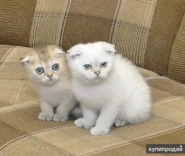 Котята в добрые в армавире