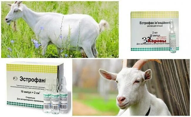 Препараты для коз. Эстрофан для коз. Витамины для коз и козлят.
