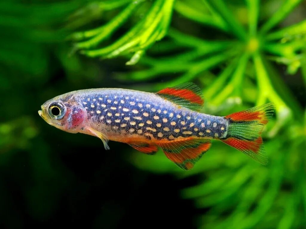 живучие аквариумные рыбки. сомики коридорасы панда. живучие аквариумные рыбки. живучие аквариумные рыбки. аквариумная рыбка коридорас панда.