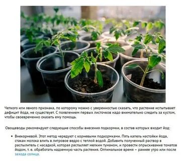 Подкормка рассады помидор молоком и йодом