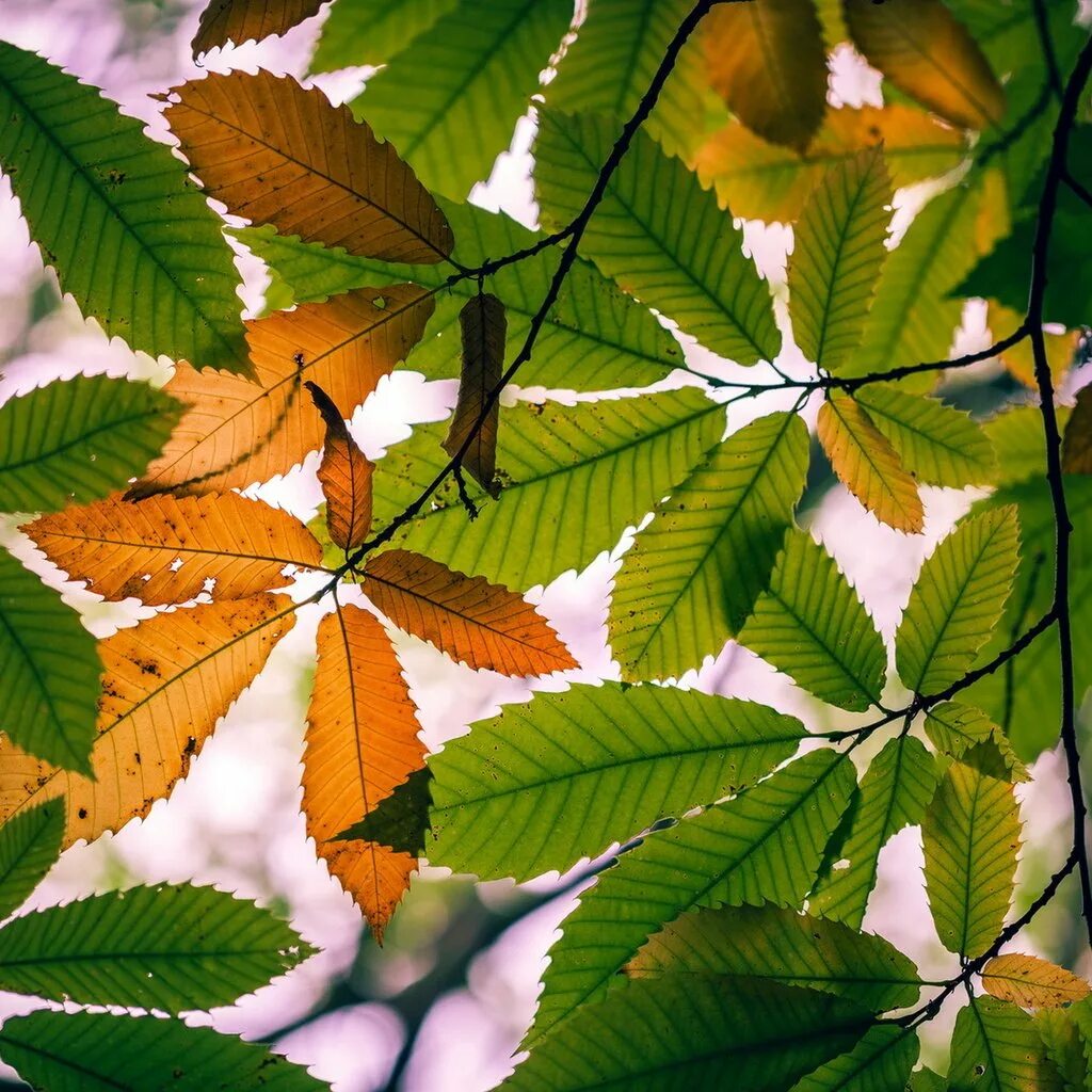 Natural leaves. Лист каштана. Конский каштан листья осенью. Листья каштана осенью. Осенний каштановый лист.