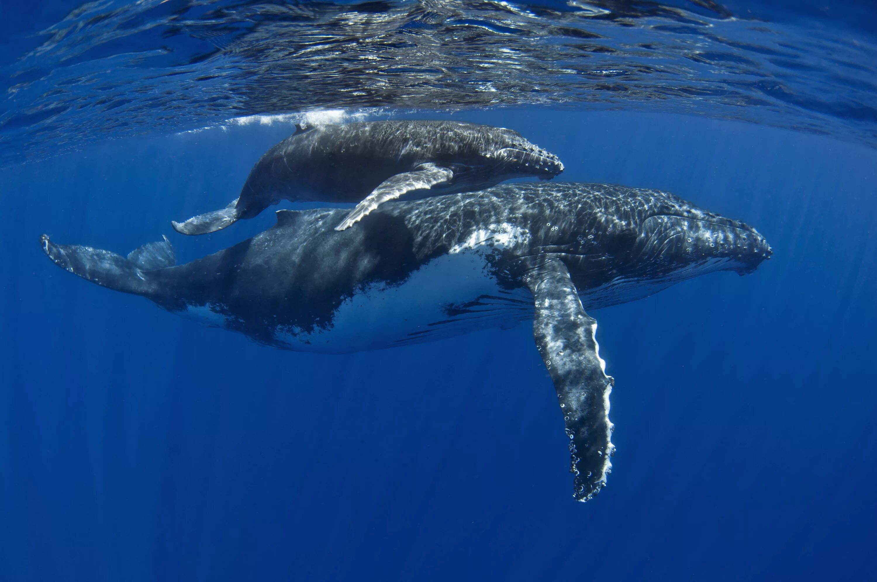Кит Горбач. Горбатый кит Атлантического океана. Горбач горбатый кит. Кит полосатик Горбач.