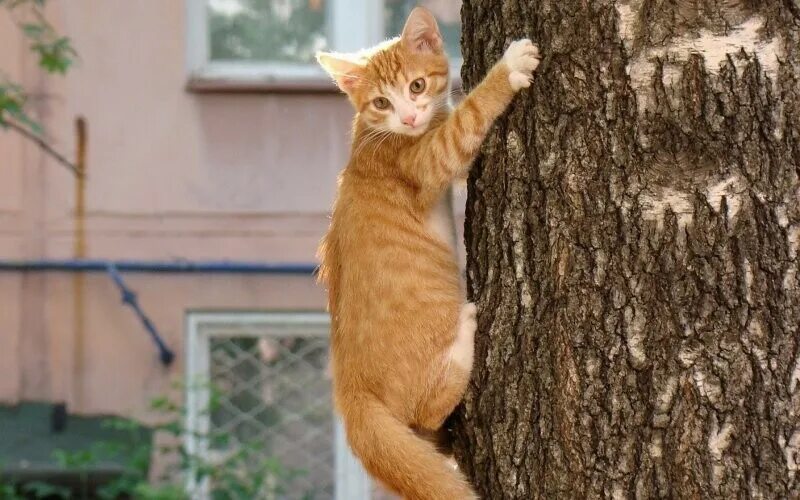 Кот на дереве. Рыжий кот на дереве. Кот лезет на дерево. Котенок на дереве.