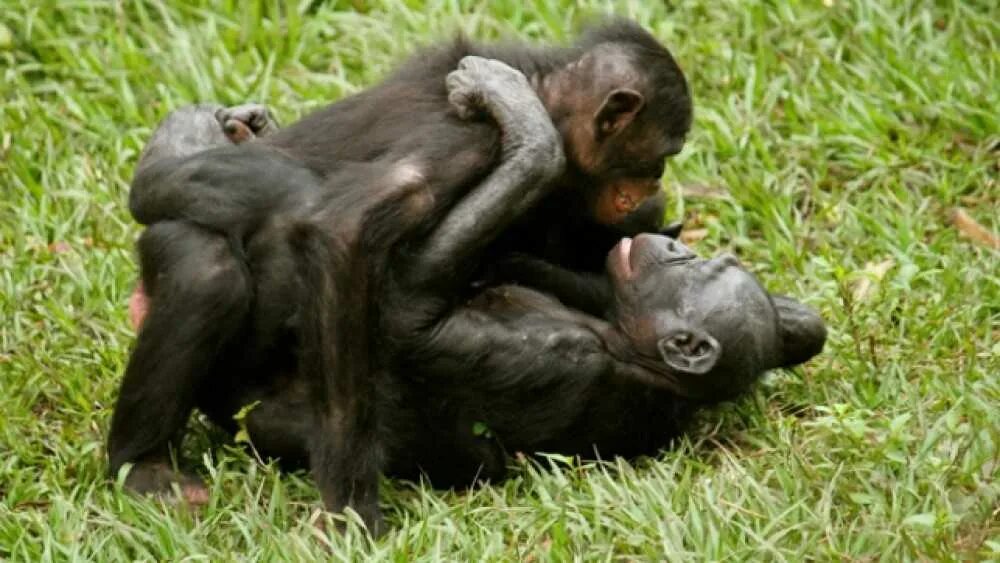 Бонобо обезьяна. Шимпанзе бонобо. Бонобо спаривание. Самка бонобо. Жесткое спаривание