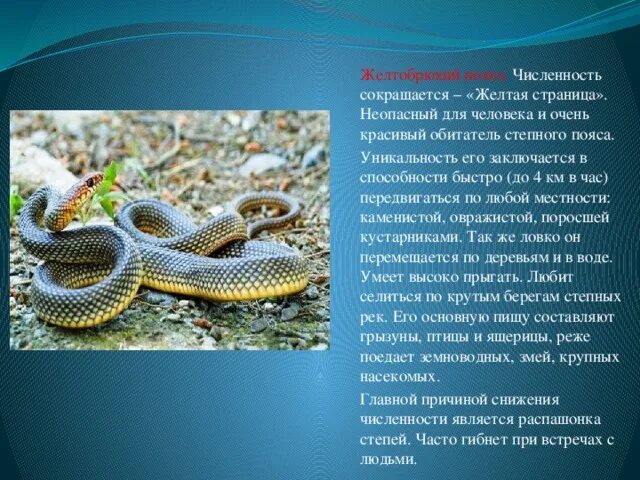 Желтобрюхий полоз крымский. Желтобрюхий каспийский полоз. Желтобрюхий полоз фото и описание. Желтобрюхий каспийский полоз. Желтобрюхий каспийский полоз.