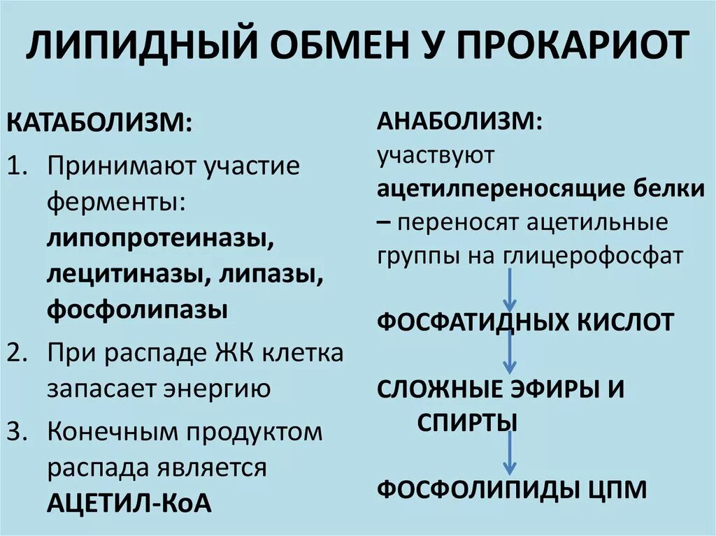 Обмен веществ у бактерий. Аэробы анаэробы факультативные анаэробы. Метаболизм прокариот. Энергетический обмен у эукариот и прокариот. Особенности обмена веществ у прокариот.