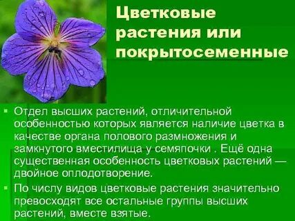 Отдел покрытосеменные цветковые растения 7