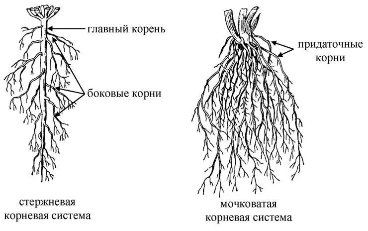 Какой тип корневой системы сформируется если. Типы корневых систем стержневая и мочковатая. Схема стержневой и мочковатой корневых систем. Строение корня и типы корневых систем.