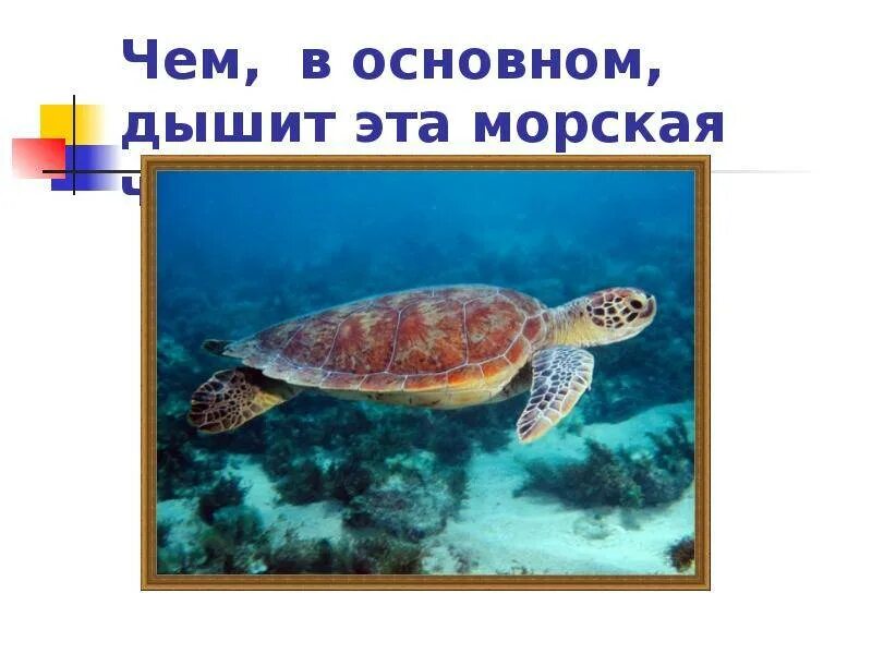 Строение морской черепахи. Строение дыхательной системы черепах. Морская черепаха органы дыхания. Черепаха каретта (логгерхед). Дыхательные пути черепахи.