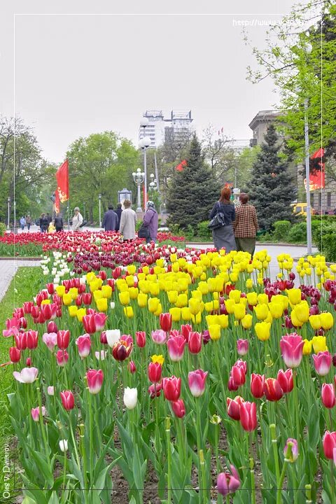 Весенний Волгоград. Тюльпаны в скверах и парках. Парк Победы тюльпаны. Волгоградские тюльпаны.