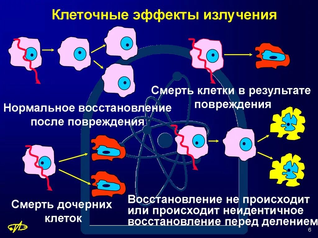 Электромагнитное поле живого организма. Эффекта воздействия на организм ионизирующих излучений:. Влияние иррадиации на клетки. Воздействие радиации на клетки человека. Влияние радиации на клетки организма.