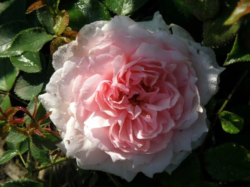 энциклопедия роз видео. роза джубили селебрейшн. энциклопедия роз видео. энциклопедия роз видео. Chippendale (tantau, германия, 2006).