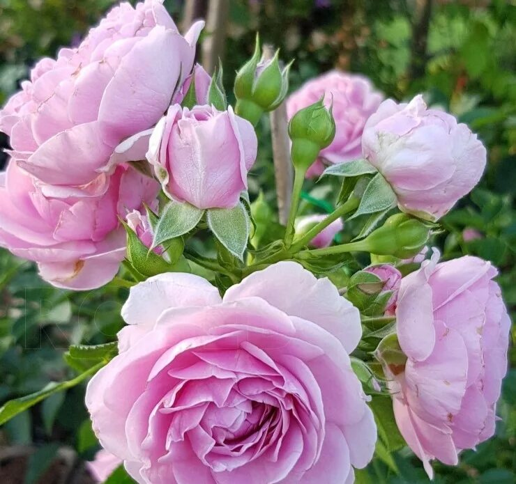 Роза наутика фото и описание отзывы Роза флорибунда Наутика (Rose floribunda Nautica) описание сорта, фото, саженц