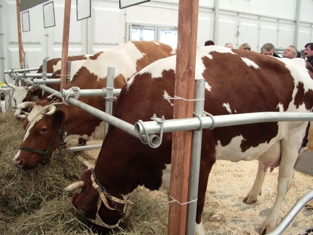 Сельское хозяйство брянской области. Картинки спк зимницкий. Брянская область спк. Спк культура брянск. Спк союз.
