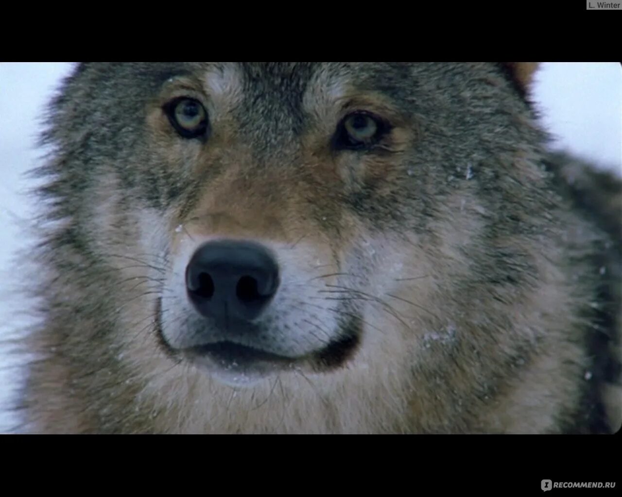 Песня одинокая волчица mp3. Весьегонская волчица. Одинокая волчица белый Орел.