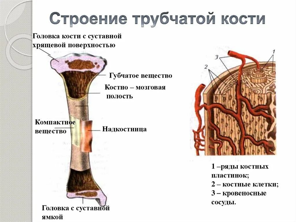 Трубчатая кость заполнена. Схема строения трубчатой кости биология 8 класс. Трбчатая Кост ьстроение. Строение трубчатой кости анатомия. Строение кости человека 8 класс биология.