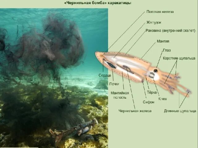 Схема внутреннего строения каракатицы. Каракатица строение. Внутреннее строение каракатицы. Каракатица строение тела.