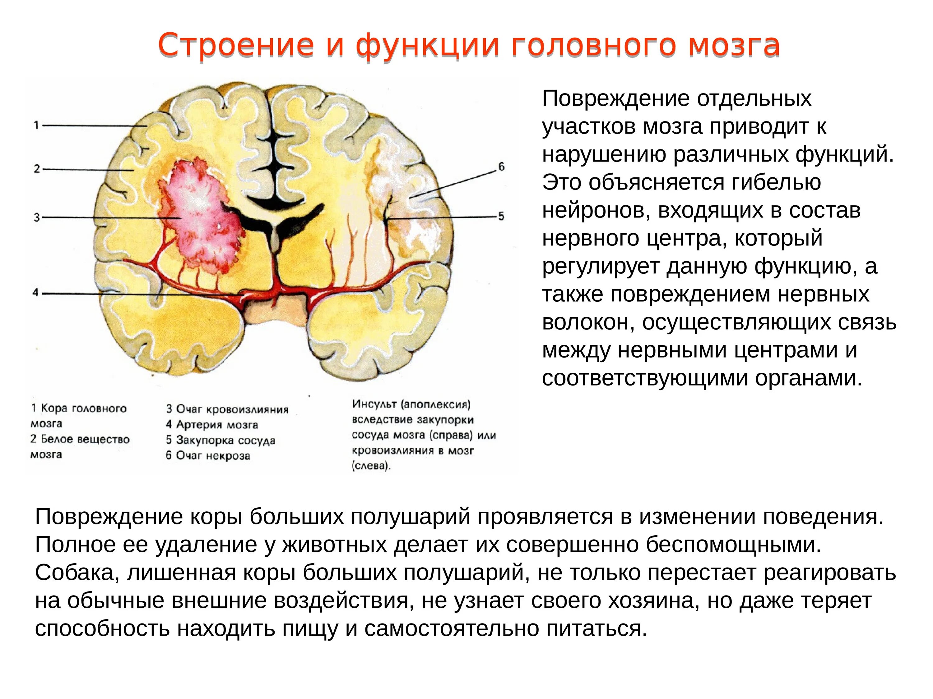 Сравните строение больших полушарий головного мозга. Строение функции долей мозг. Строение долей головного мозга с функциями. Полушария головного мозга строение и функции. Головной мозг отделы и функции большие полушария.