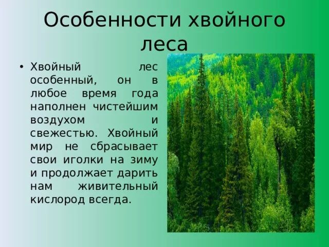 Особенности хвойного леса