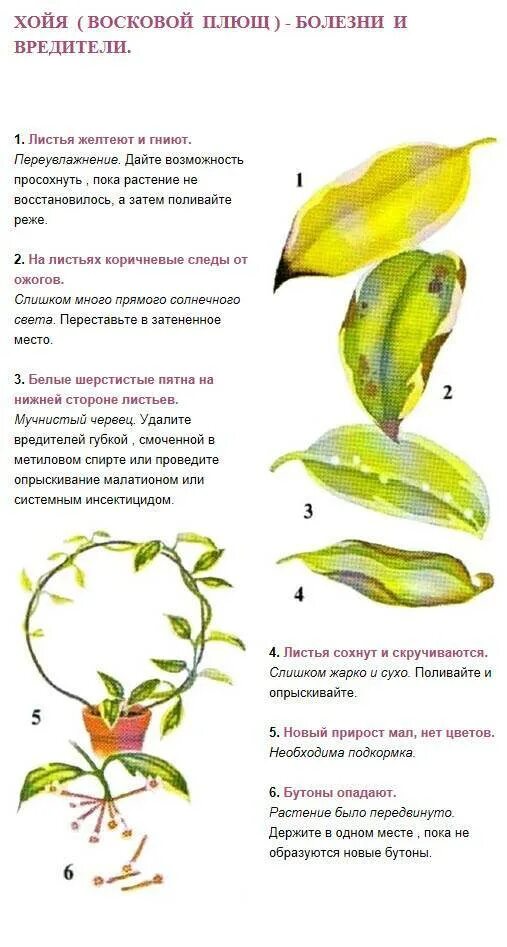 Почему у цветка опадают листья. Болезни и вредители хойи. хойя восковой плющ болезни. у хойи желтеют листья и опадают. почему у хойи желтеют и опадают листья.