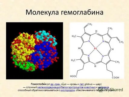 Днк гемоглобина