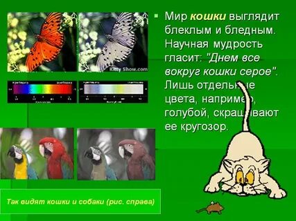 Не важно какого цвета кошка