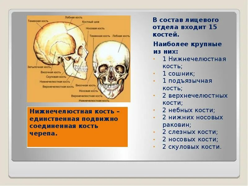 15 Костей лицевого отдела. Крупные кости лицевого отдела. Кости лицевого скелета анатомия. Крупная кость лицевого отдела черепа.
