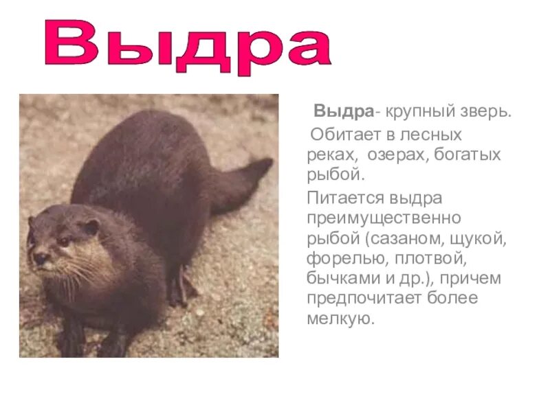 Чем выдра отличается. Выдра речная и ондатра. выдра подпись. выдра крупный зверь. выдра красная книга.