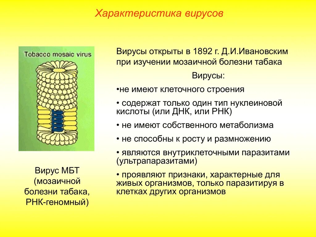 Вирусы строение значение. Вирусы строение вирусов. Характеристика вирусов. Строение вируса. Вирусы строение и функции.