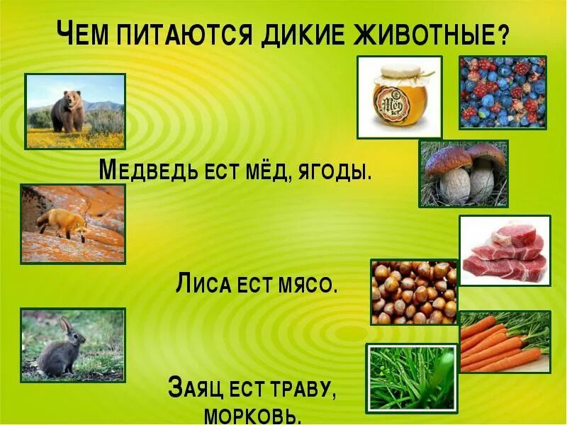 Дикие и домашние животные чем они питаются