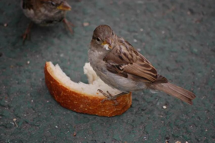 воробей кушает. питание воробья. птенцы воробьев. воробей клюет зерно. новорожденный птенец амадина.