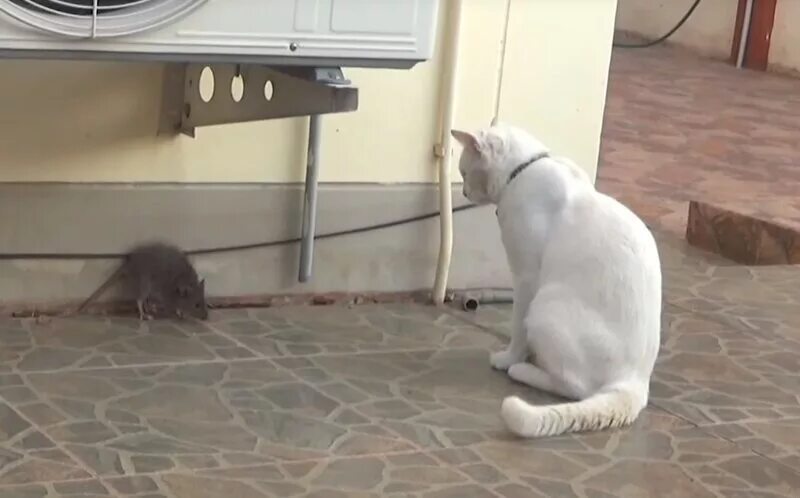Кот и крыса. Кошки-мышки. Кот и крыса видео. Крыса гоняет кота видео. Кот и мыши.