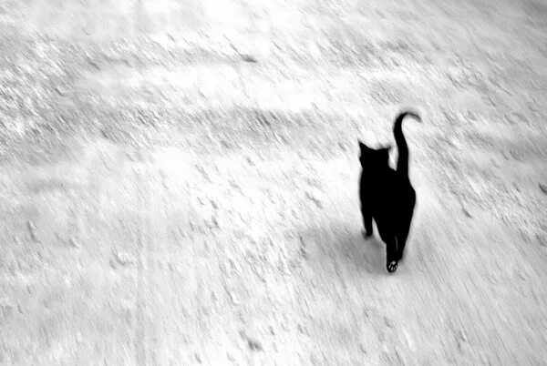 День гуляющий сам по себе картинки. Кот гуляет гиф. Сам по себе картинки. Кошка которая гуляла сама по себе картинки. Кошка гуляющая сама по себе гифки.