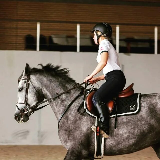 Кск приор энколово. Конный клуб приор санкт-петербург. Кск приор. Виконт кск приор. Приор в энколово конно спортивный клуб.