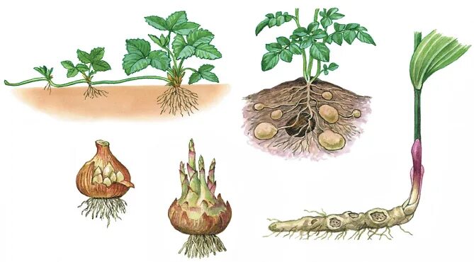Стеблевой клубень растения. Клубни стеблевого происхождения. Вегетативное размножение клубники ежевики. Служат для вегетативного размножения клубника. Клубень картофеля и ус садовой земляники