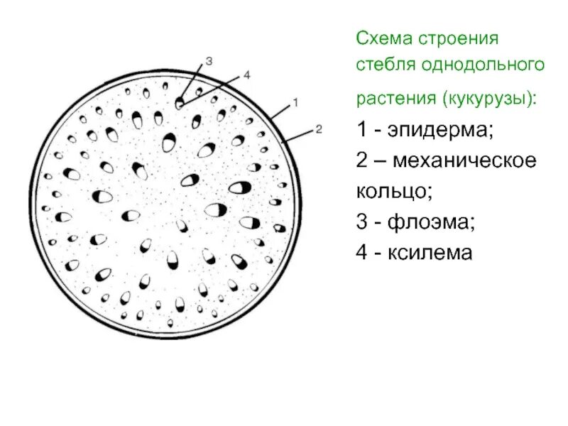 Однодольные растения ткани. Схема стебля однодольного растения. Схема строения однодольного растения. Анатомическое строение стебля однодольных растений. Строение стебля однодольного растения схема.