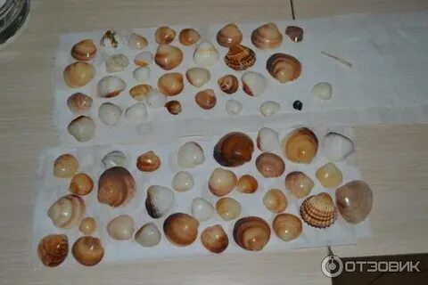Можно ли вывозить ракушки