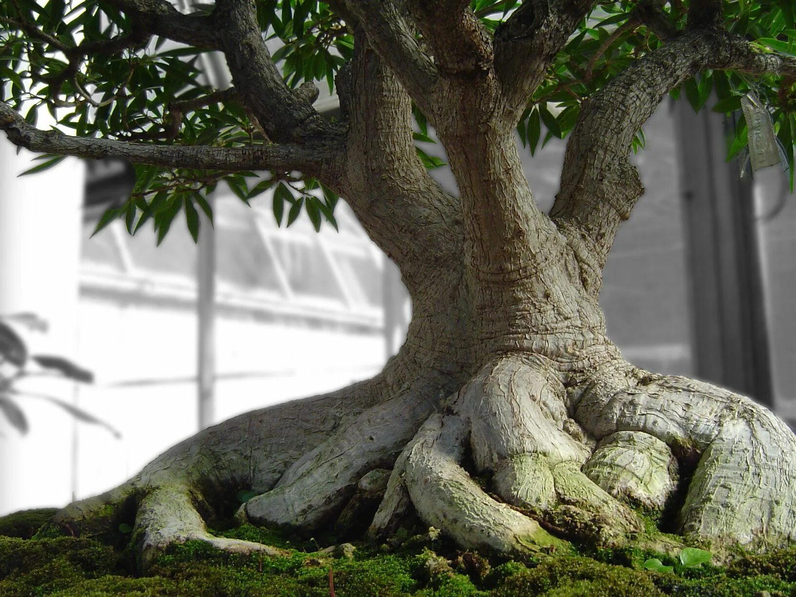 Растущее дерево видео. Бонсай Баньян. Японский дуб мидзунара. Бонсай корни. Бонсай баобаб.
