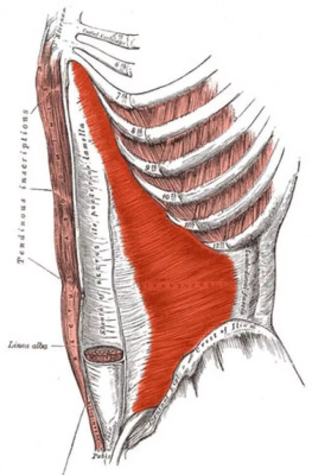 Сильные мышцы живота. Пирамидальная мышца живота анатомия. Transversus abdominis мышца. Мышцы живота пирамидальная мышца. Апоневроз наружной мышцы живота.