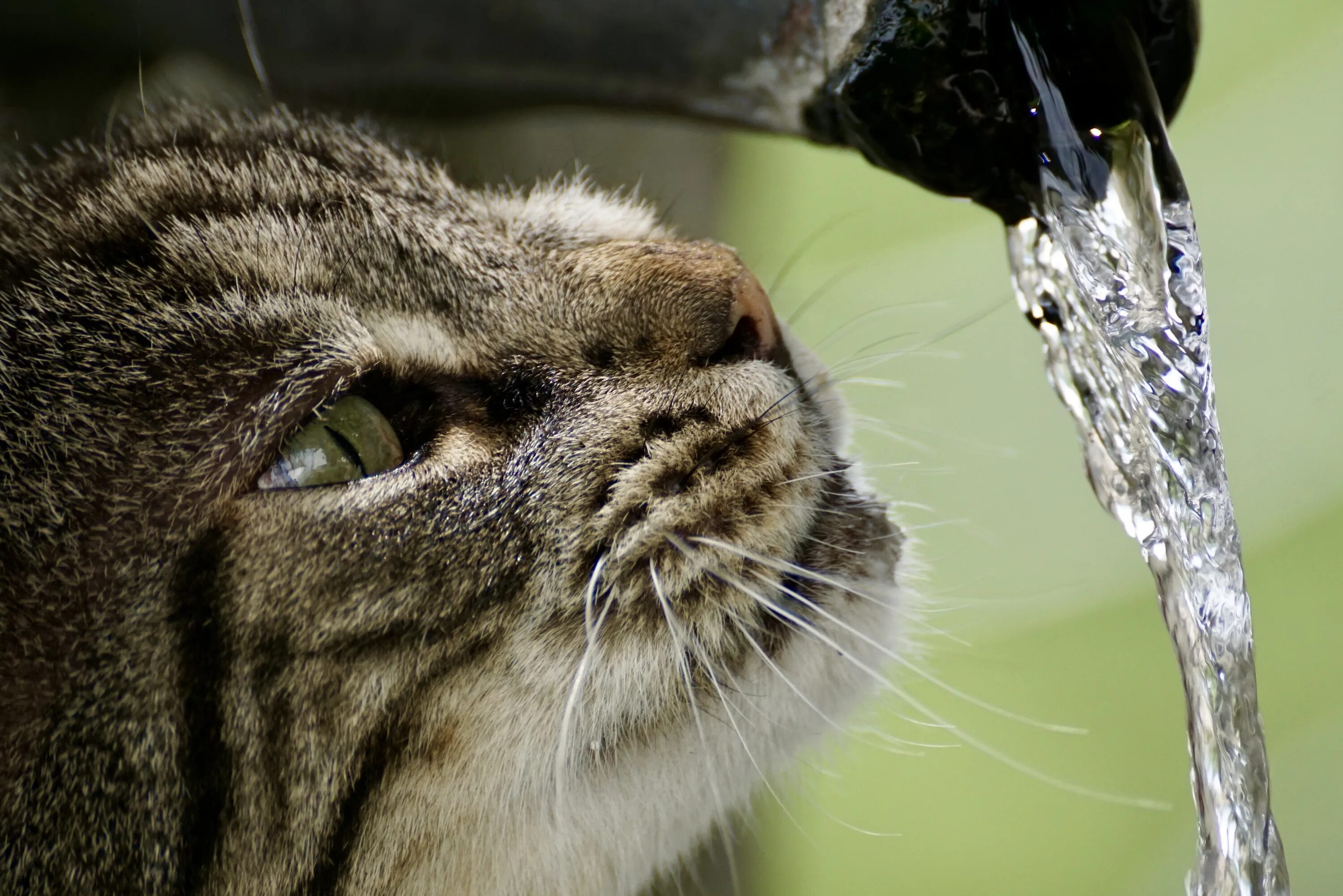 Кошка пьет воду причины. Кот пьет воду. Кошка в воде. Животные пьют воду. Кошка лакает воду.