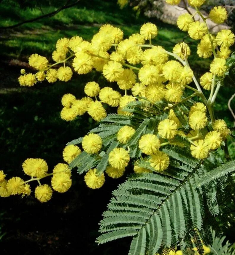 Acacia dealbata, silver wattle. Акация густоцветковая австралия. Акация серебряная и мимоза. Акация серебристая плод. Мимоза акация серебристая горшечная.