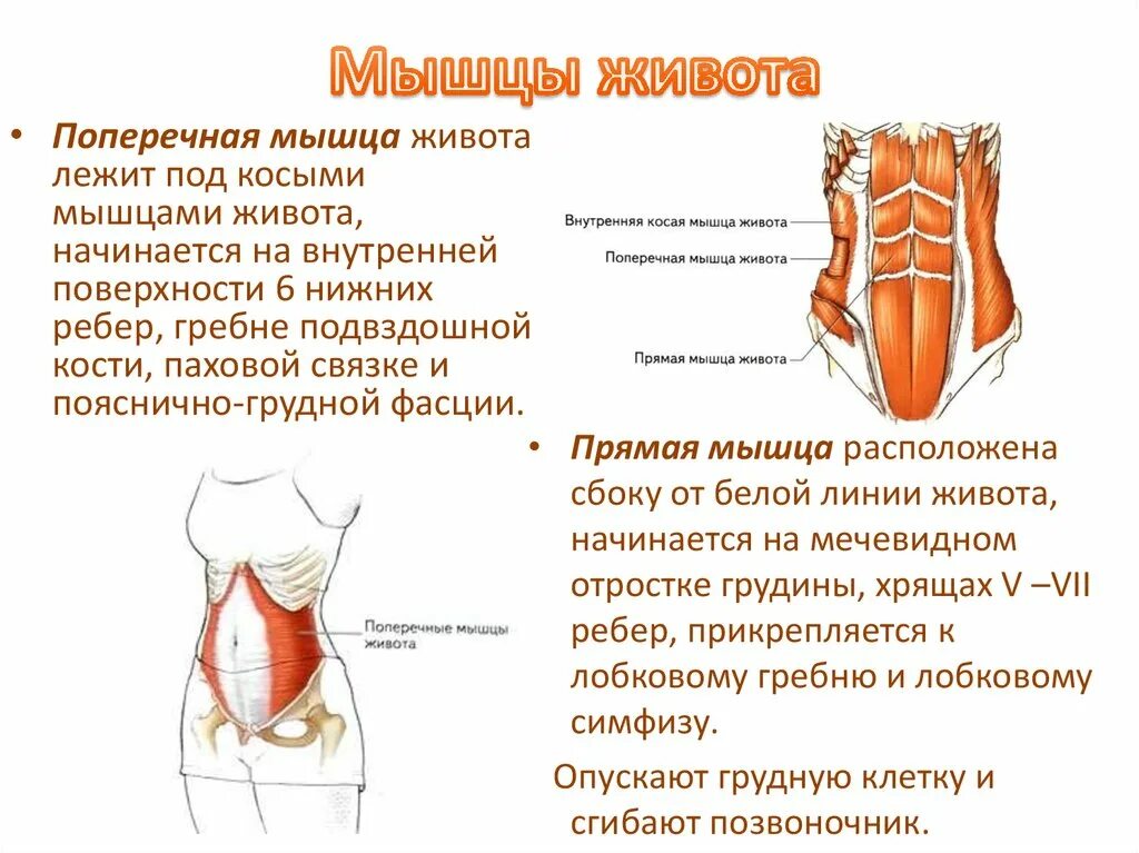 Прямая мышца живота у женщин. Функции прямой мышцы живота анатомия. Поперечная мышца живота вид сбоку. Прямая мышца живота функции и упражнения. Укрепление прямой мышцы живота упражнения.