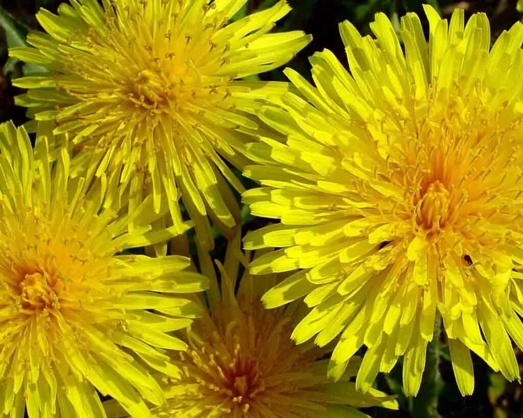 желтый одуванчик в течение. желтый одуванчик в течение. фото одуванчика желтого. фото одуванчика желтого. одуванчик желтый.