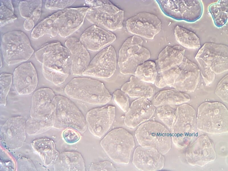 Under phase. Phase contrast microscopy. cell under microscope.