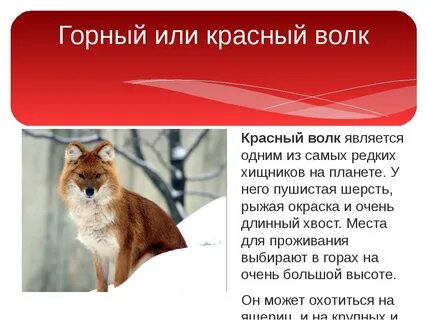 Рассказ о животном красной книги 2 класс